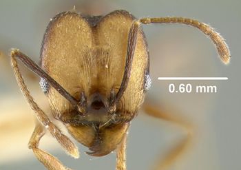 Media type: image;   Entomology 31612 Aspect: head frontal view